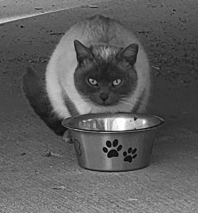 One of Karla’s rescue cats