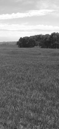 Drought brings increased risk of livestock nitrate poisoning