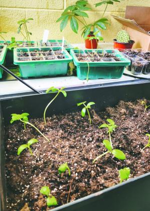COMMUNITY ROOTS GRANT FOR NEW AG PROGRAM