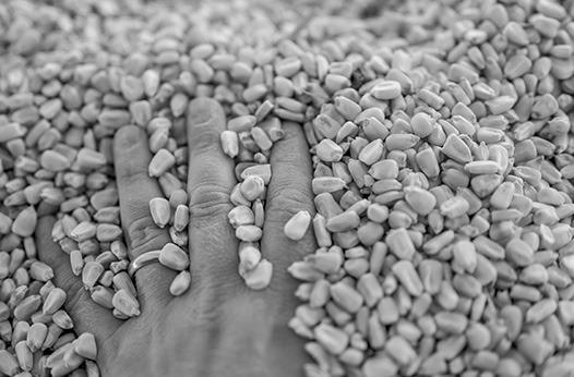 GRAIN ENTRAPMENT