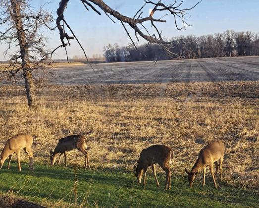 Soil conservation shelter belts and tree rows are important not only for agriculture, but also for the health of wildlife. Photo by Christine Jensen.