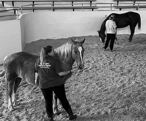 NDSU Bison Strides is hosting a workshop designed for equine professionals who want to learn more about working with mental health and education professionals who partner with horses to provide services. (NDSU photo)