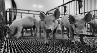 SowBridge is an educational series for those who work with sows, boars and piglets, and with genetic and reproductive issues. (NDSU photo)