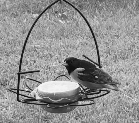 My Two Cents | The Baltimore Oriole by Mike Alan Steinfeldt
