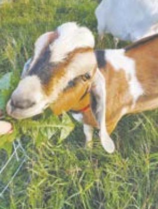Prairie Lark Farms Creates Soap with Goat’s Milk and Passion