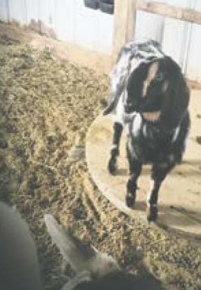 Prairie Lark Farms Creates Soap with Goat’s Milk and Passion