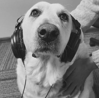 My dog, Luna, hard at work in the offices at the recording studio!