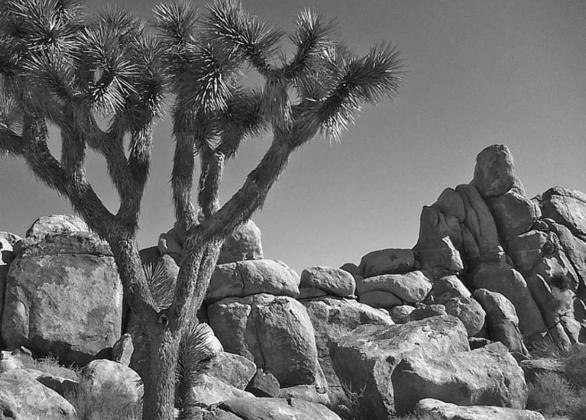 The Watchman