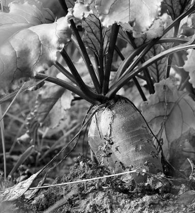 Roasting beets mellows their earthy flavor. Pixabay photo