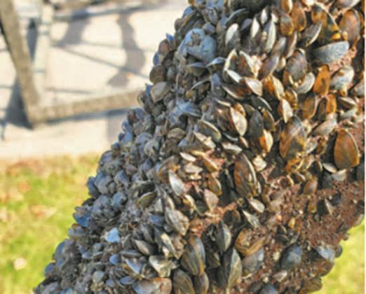 Best-practice procedures for Aquatic Nuisance Species prevention