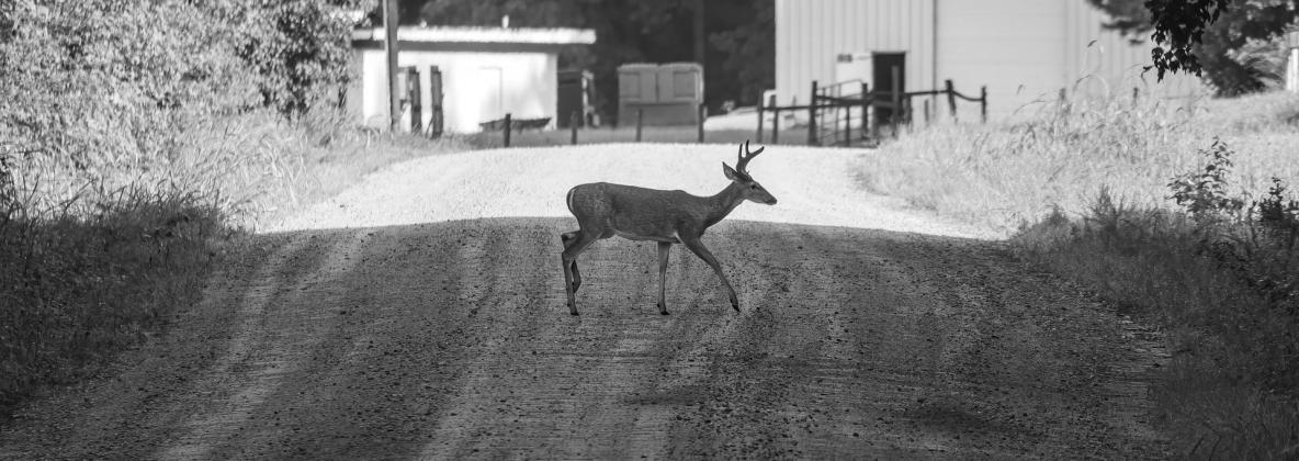 Game meats such as venison are good sources of nutrition. Pixabay photo.