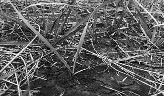 Fall plant tiller development has a direct impact on plant growth during the subsequent year for all cool-season grasses. NDSU photo.