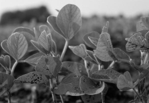 90% of North Dakota’s soybean production leaves the state, with about two-thirds shipped to China and countries in Southeast Asia.
