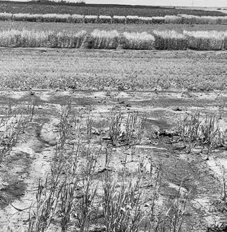 The tour will provide participants an opportunity to visit six unique research trial and demonstration sites that are evaluating different aspects of soil health. (NDSU photo)