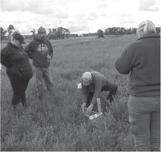 The field day will focus on the benefits of establishing alfalfa and other legumes in an intercropping system along with new options for managing erodible and saline soils. (NDSU photo)