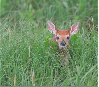 While it’s human nature to try to help a seemingly abandoned animals such as a fawn alone in the grass, it usually causes more harm than good. Photo courtesy of NDGF