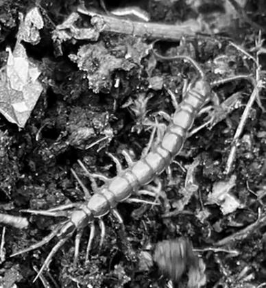 Centipedes in gardens can be rather beneficial because they tend to eat insects that could possibly damage plants. (NDSU photo)
