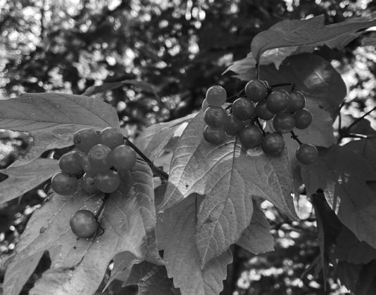 Fruit from American cranberrybush, growing wild in the Turtle Mountains, is a beautiful red color and very tart. (NDSU photo)