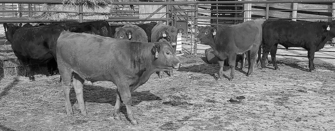 NDSU Extension offers webinar on backgrounding calf management