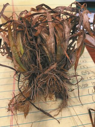 This winter wheat sample shows considerable freeze damage. While the plant may still recover, forage production will be reduced. (NDSU photo)