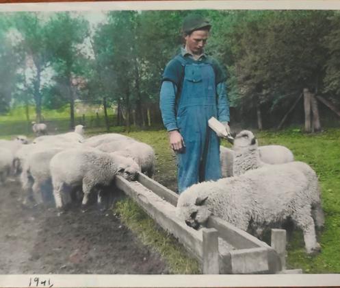My uncle Alfred Parker tending sheep at Dr. Moore’s farm on west side of railroad in Bowesmont, 1941