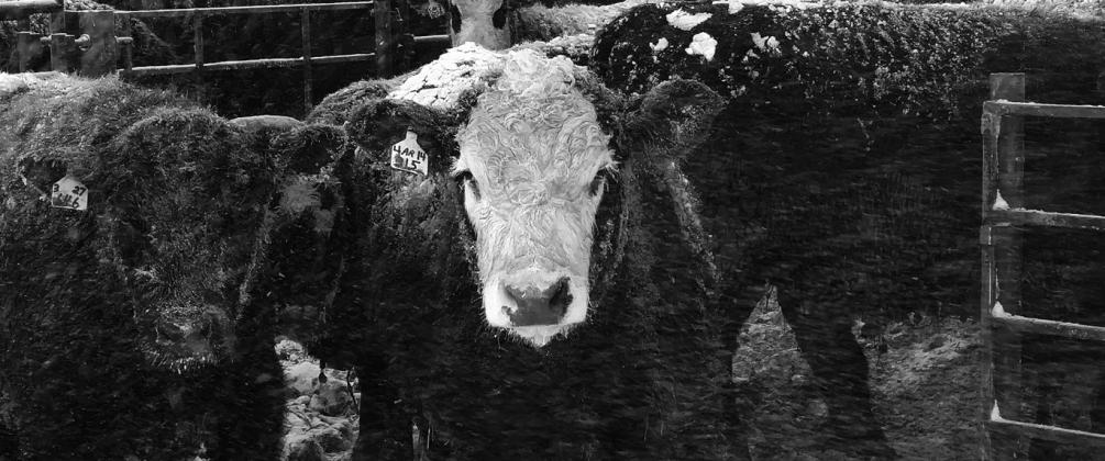 The Feedlot School helps identify areas for improvement, ranging from feed bunk management to health to business planning to marketing. (NDSU photo)