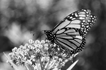 Topics will include how to grow vegetables and fruits, design gardens for butterflies, improve your soil, add small trees to your landscape, grow plants in containers and more. (Pixabay photo)