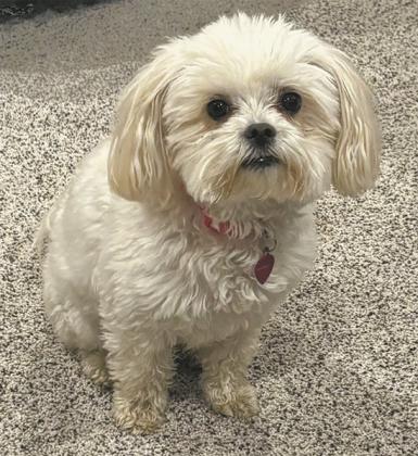Pancakes, the Muth family dog.