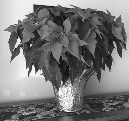 Even if you have a green thumb, poinsettias will drop their flowers and the colorful bracts will fade by spring. (NDSU photo)