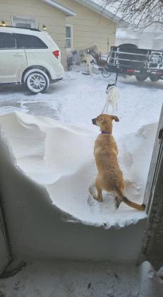 Michelle Percy spent many hours shoveling a way out for her canine companions to enjoy the snow. Photo by Michelle Percy