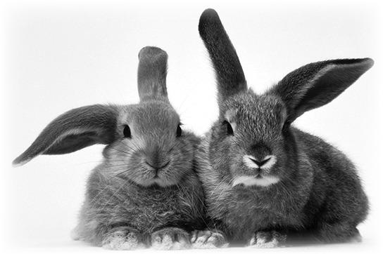 REMINDER 4-H fair deadline is approaching.