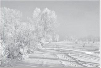 Dakota Gardener: Winter is life and death for plants