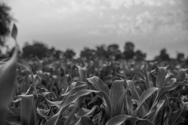 Preplanning your garden layout and using alternative layouts instead of traditional rows can help your plants flourish.