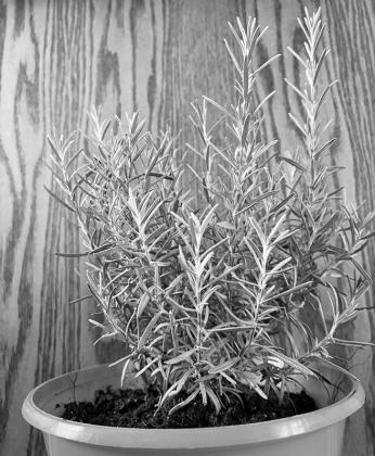 Rosemary has a pleasant taste, scent and appearance. (NDSU photo)