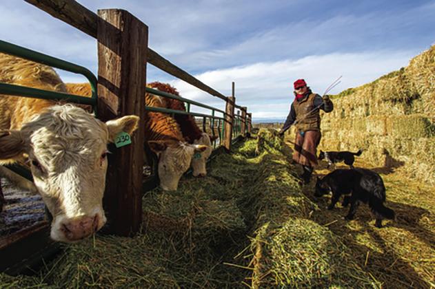 Bank of North Dakota loans replenish cattle herds