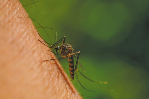 It is important to protect yourself and your family from mosquito bites.
