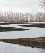 Spring planting is still between one to two weeks away for farmers in Walsh and Pembina Counties. Most fields are still wet and several have snow piled deep in the shelterbelts like this field located on North Dakota Highway 5 east of Jolliette. Photo by Mike Alan Steinfeldt.