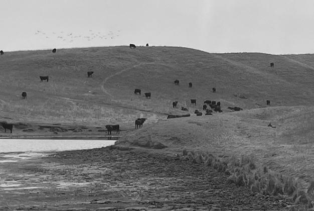 Allowing pasture and rangeland to recover this fall or next spring will improve these grazing resources’ ability to recover from the drought. (NDSU photo)