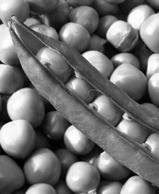 Sugar Ann, Oregon Giant and Snak Hero are just a few of the varieties of peas suitable for growing in North Dakota. (Flickr photo by Dave Gunn.)