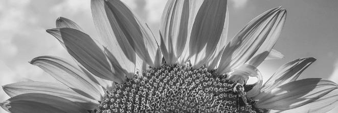 Alt Text for Image