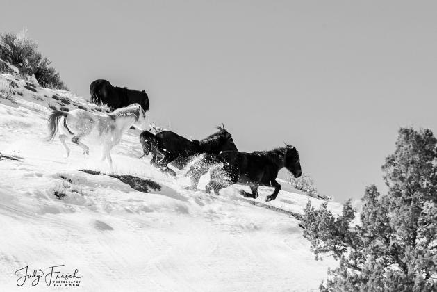 Photo by Judy Frasch of ND Bandlands horse. Frasch is one of many photographers who has documented and tracked herds for over 20 years. For more information visit their website at ndbh. org or find their Facebook ‘North Dakota Badlands Horse.