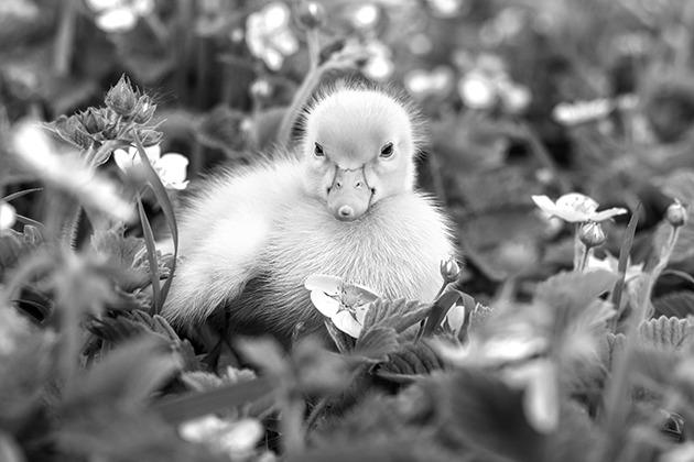 Whether it's a fawn, baby bird, rabbit, or duckling, the key to handling these situations is restraint.