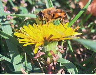 A native bee forages for nectar among the late season blooms in rural Drayton. Photo by Christine Jensen.