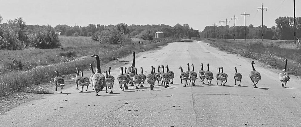 A gaggle of Canada geese formed a roadblock in Drayton last week. According to the survey the number of Canada geese in ND is down 23%, a record percentage according to the Game and Fish Department. Photo submitted by Genafaye Pokrzywinski.