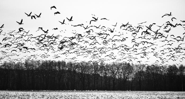 Highly pathogenic avian influenza has been detected again in North Dakota. NDSU photo.