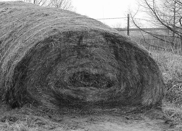 Moisture content at baling is the number one driver of the severity and duration of bale heating. NDSU photo.