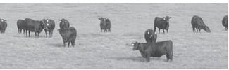 NDSU Extension specialist James Rogers encourages ranchers to assess body condition now while there is still time to add condition prior to calving. (NDSU photo)