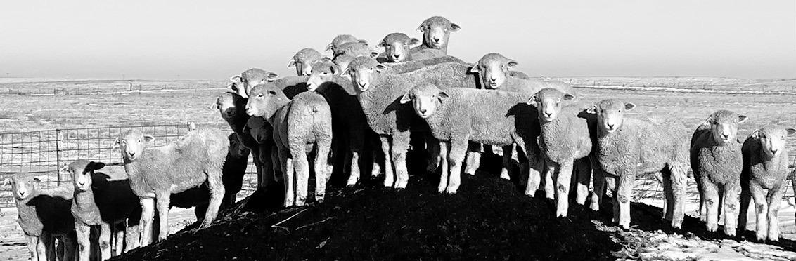NDSU Extension and UMN Extension will host a webinar on international lamb trade and economics on Feb. 8. (NDSU photo)