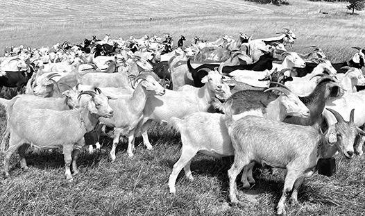 NDSU and UMN Extension to host sheep and goat fencing and grazing management webinar
