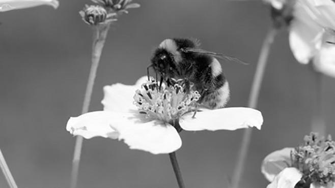 Dakota Gardener: Pollinator gardening for children